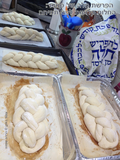 הפרשת חלה של סמדר: החלות קלועות לפני תפיחה